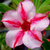 Sementes de Adenium Pink Star (Rosa do Deserto)