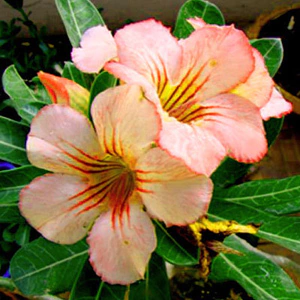 5 Sementes de Rosa do Deserto - Adenium Obesum - Sunday