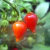 Sementes de Pimenta Biquinho