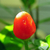  Sementes de Pimenta Cumari-Verdadeira
