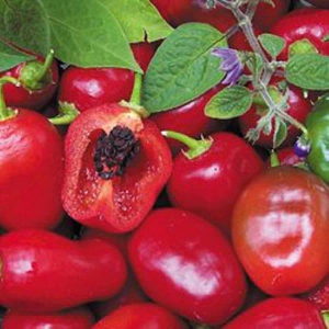 Sementes de Pimenta Rocoto Peruana