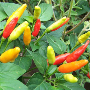 Sementes de Pimenta Tabasco