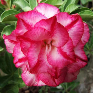 5 Sementes de Rosa do Deserto - Adenium Obesum - Triple Amazing