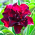 Sementes de Adenium Vermilion (Rosa do Deserto)