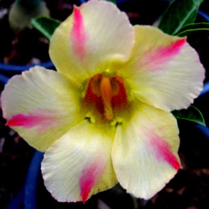 Comprar Sementes de Rosa do Deserto - Adenium Obesum - Mango - 5 Sementes