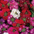 Sementes de Verbena