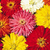Sementes de Zinnia Cacto Sortido