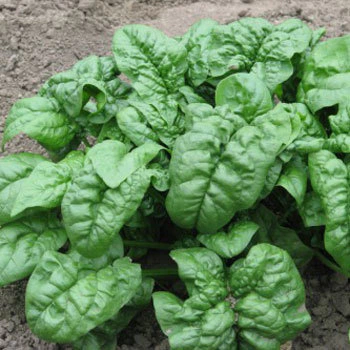 Sementes de Espinafre Popeye