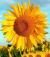 Sementes de Girassol Alto de Jardim