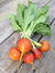Sementes de Beterraba Laranja
