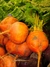 Sementes de Beterraba Laranja