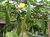 Sementes de Esponja Vegetal (Bucha)