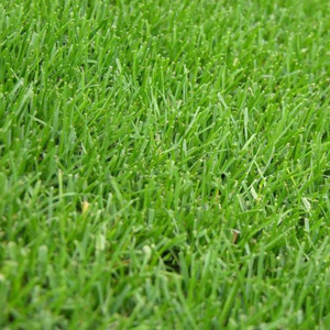 Sementes de Grama Bermuda