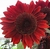 Sementes de Girassol Sol Vermelho