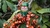 Sementes de Guaraná - Comprar Sementes é Na Loja Planeta Semente. 