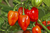 Sementes de Pimenta Red Habanero