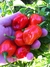 Sementes de Pimenta Red Habanero