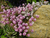 Sementes de Alyssum Rosa