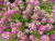 Sementes de Alyssum Rosa