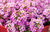 Sementes de Alyssum Rosa