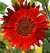 Sementes de Girassol Sol Vermelho