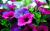 Sementes de Morning Glory