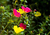 Sementes de Portulaca Singela Sortida