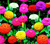 Sementes de Zinnia Lilliput Sortido