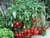 Sementes de Tomate Cereja Samambaia