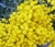 Sementes de Alyssum Amarela
