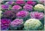 Sementes de Couve Ornamental