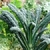 Sementes de Couve Negra Toscana ORGÂNICA (Cavolo Nero)
