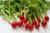 Sementes de Rabanete Cherry Belle Orgânica