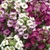 Sementes de Alyssum Rosa