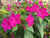 Sementes de Maravilha do Peru Rosa