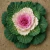 Sementes de couve ornamental com folhas verdes e flor rosa no centro.