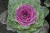 Sementes de Couve Ornamental