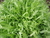 Sementes de Almeirão Folha Larga Verde