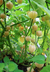 Sementes de Physalis (Golden Berry)