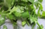 Sementes de Cheiro Verde (Cebolinha e Salsa)