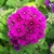 Sementes de Verbena