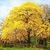 Sementes de Ipê Amarelo Para Reflorestamento (Handroanthus chrysotrichus)