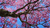 Sementes de Ipê Roxo (Handroanthus impetiginosus)