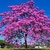 Sementes de Ipê Roxo (Handroanthus impetiginosus)