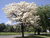 Sementes de Ipê Branco - Tabebuia roseoalba