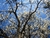 Sementes de Ipê Branco - Tabebuia roseoalba