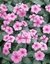 Sementes de Vinca Sortida