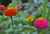 Sementes de Zinnia Lilliput Sortido
