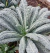 Sementes de Couve Negra Toscana (Cavolo Nero)