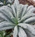 Sementes de Couve Negra Toscana ORGÂNICA (Cavolo Nero)